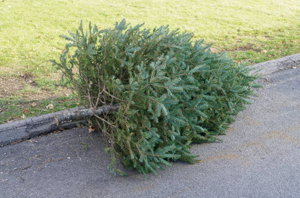 istock close up on used disposed Christmas tree laying at curbside 1853670838