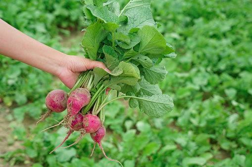 close up on a bunch of radish holding in hand