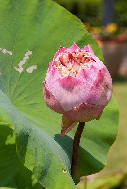 istock Pink lotus flower 185367327
