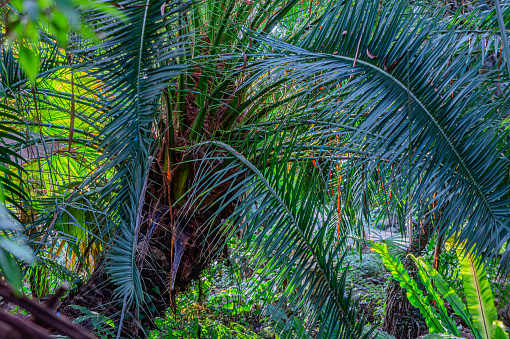 texture and detail of palm tree bark in a park. tropical palm trunk as background. The trunk of a palm tree in a tropical jungle close up on the green