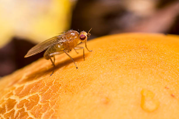 istock Portrait of a fly 185367595