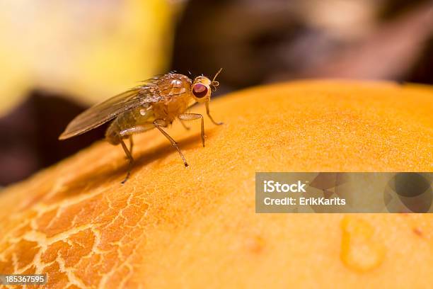 Retrato De Uma Mosca - Fotografias de stock e mais imagens de Afiado - Afiado, Animal, Ao Ar Livre