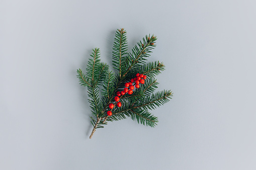 Spruce branches with red berries on a grey background. Flat lay. Place for text.
