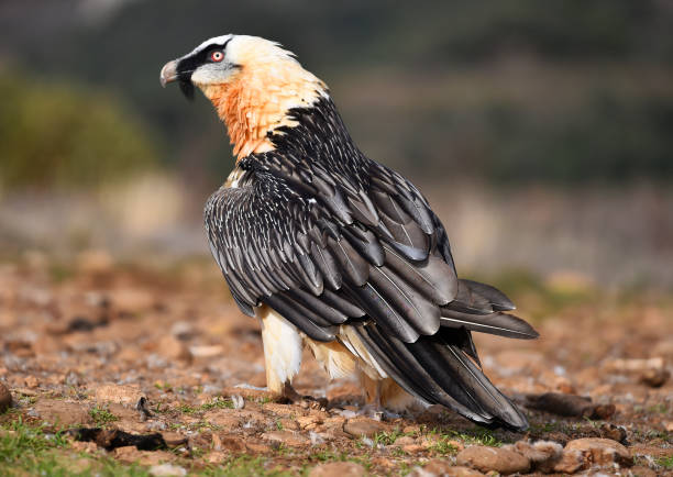 istock Strong bearded vulture in spain 1853677212