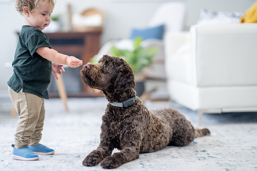 A large, dark brown, Portuguese water dog lays down in the living room as a little boy feeds her a treat for laying down nicely and being obedient.