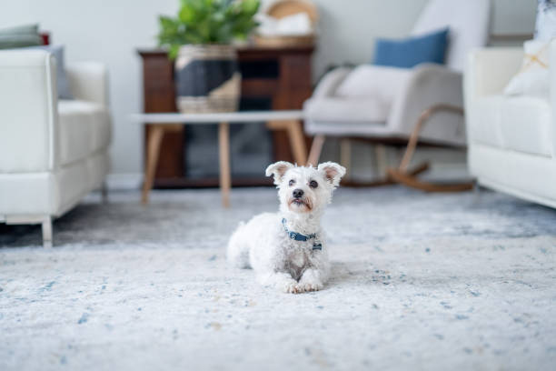 istock Dog Laying Down at Home 1853685500