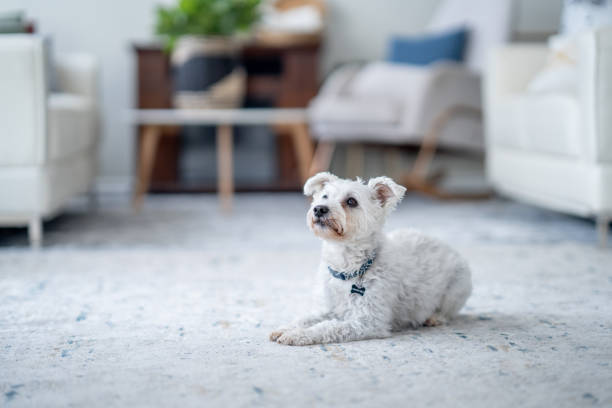 istock Dog Laying Down at Home 1853685506