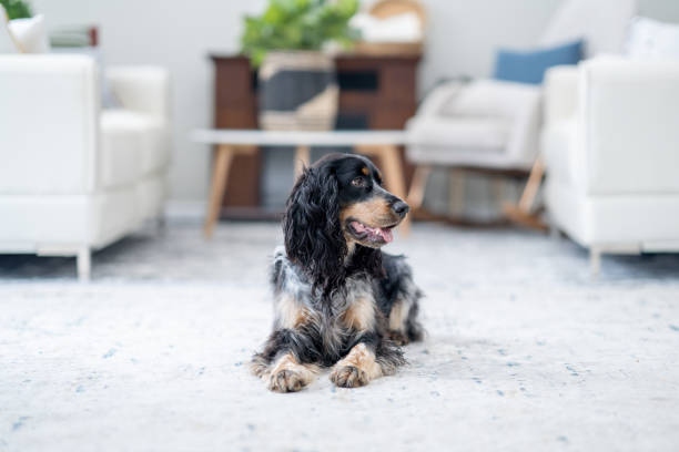 istock Dog Laying Down at Home 1853685530