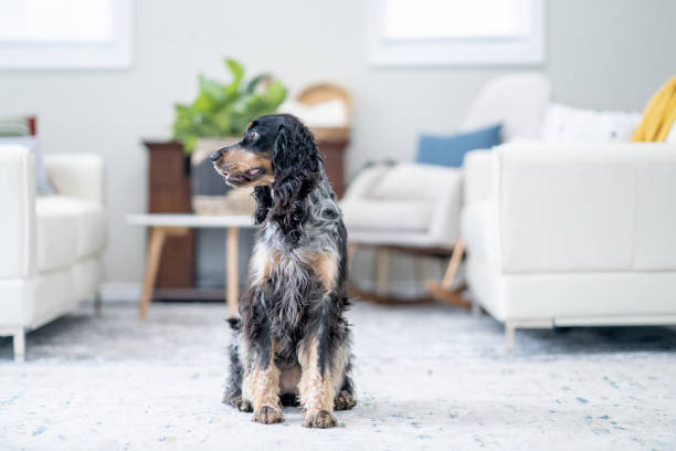 istock Dog Sitting at Home 1853685537