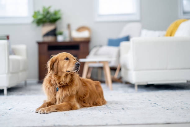 istock Golden Retriever Relaxing at Home 1853685542