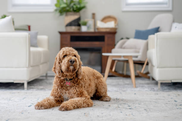 istock Dog Relaxing at Home 1853686054