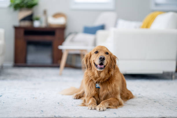 golden retriever entspannt sich zu hause - obedience pets loneliness looking at camera stock-fotos und bilder