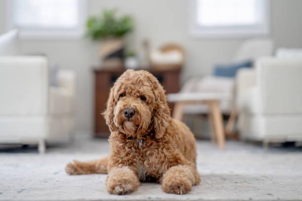 istock Dog Relaxing at Home 1853686059