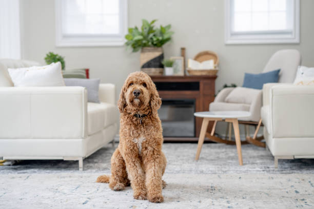 istock Dog Sitting at Home 1853686062