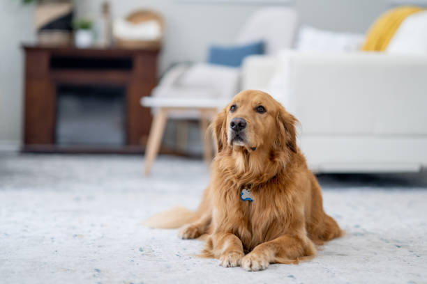 istock Golden Retriever Relaxing at Home 1853686064