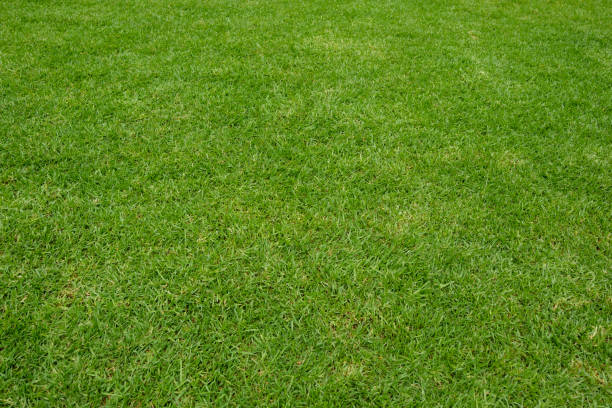Free Stock Photo of Lush green grass close-up in daylight | Download ...