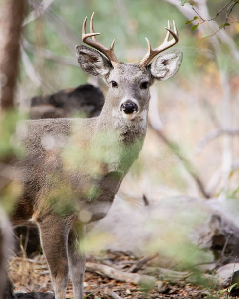 istock White-Tailed Deer Buck Chiricahua National Monument 1853694179