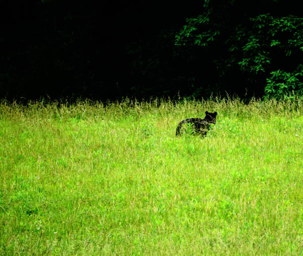 black bears in great smoky mountains national park. wildlife watching. tennessee. blue ridge mountains, north carolina. appalachian. cades cove scenic loop. - tennessee great smoky mountains great smoky mountains national park north carolina imagens e fotografias de stock