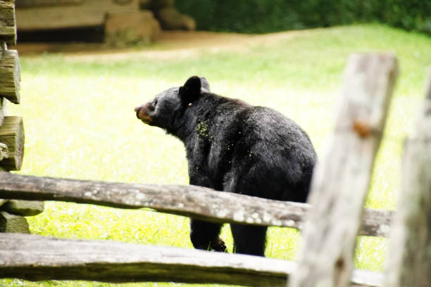 black bears in great smoky mountains national park. wildlife watching. tennessee. blue ridge mountains, north carolina. appalachian. cades cove scenic loop. - tennessee great smoky mountains great smoky mountains national park north carolina imagens e fotografias de stock