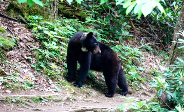 czarne niedźwiedzie w parku narodowym great smoky mountains. obserwacja dzikiej przyrody. tennessee. góry blue ridge, karolina północna. appalachów. pętla widokowa cades cove. - great smoky mountains tennessee mountain north carolina zdjęcia i obrazy z banku zdjęć