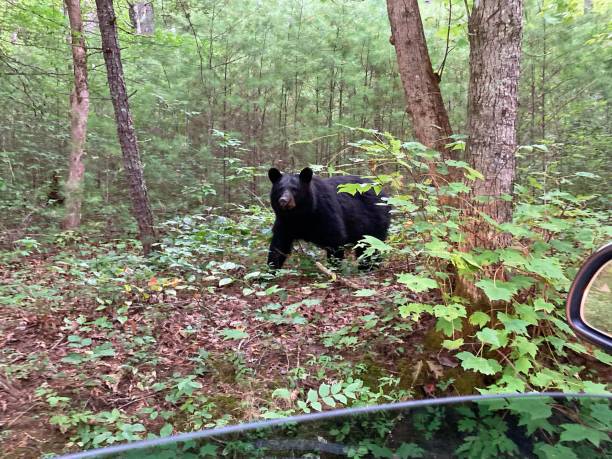 black bears in great smoky mountains national park. wildlife watching. tennessee. blue ridge mountains, north carolina. appalachian. cades cove scenic loop. - tennessee great smoky mountains great smoky mountains national park north carolina imagens e fotografias de stock