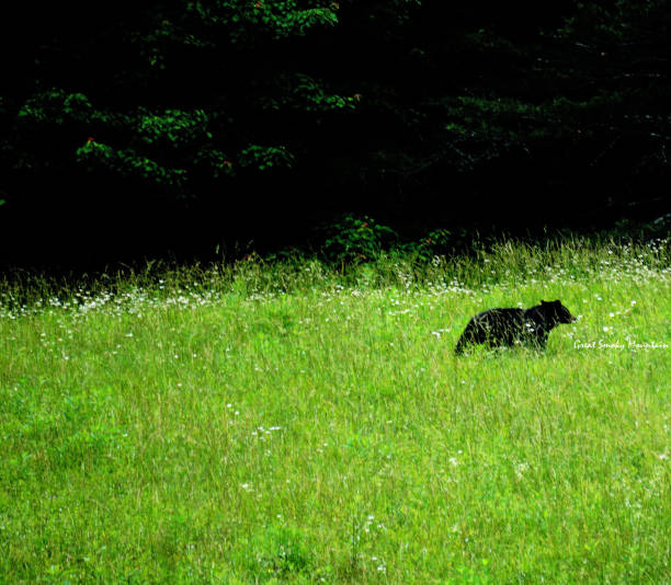 black bears in great smoky mountains national park. wildlife watching. tennessee. blue ridge mountains, north carolina. appalachian. cades cove scenic loop. - tennessee great smoky mountains great smoky mountains national park north carolina imagens e fotografias de stock