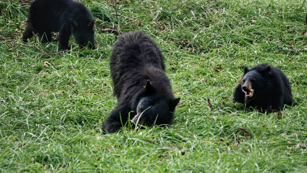 black bears in great smoky mountains national park. wildlife watching. tennessee. blue ridge mountains, north carolina. appalachian. cades cove scenic loop. - tennessee great smoky mountains great smoky mountains national park north carolina imagens e fotografias de stock