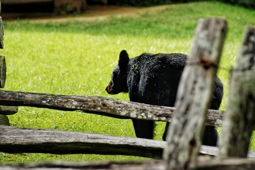 Black bears in Great Smoky Mountains National Park. Wildlife watching. Tennessee. Blue Ridge Mountains, North Carolina. Appalachian. Cades Cove Scenic Loop. Summer time.