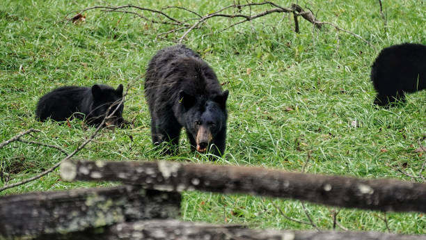 black bears in great smoky mountains national park. wildlife watching. tennessee. blue ridge mountains, north carolina. appalachian. cades cove scenic loop. - tennessee great smoky mountains great smoky mountains national park north carolina imagens e fotografias de stock