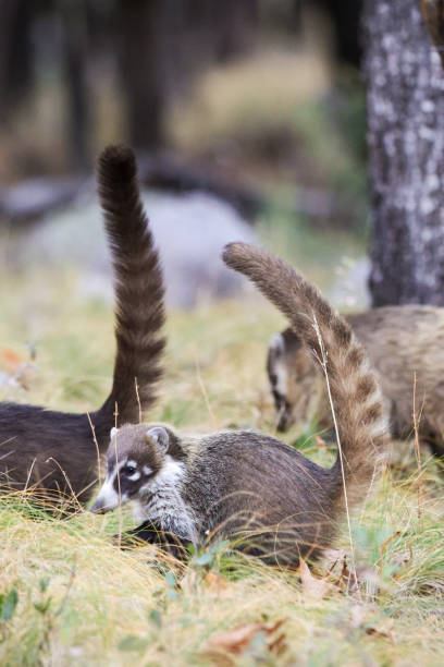 istock White-Nosed Coati Chiricahua National Monument 1853706871
