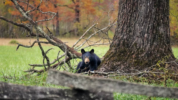 black bears and colorful autumn foliage in great smoky mountains national park. wildlife watching. tennessee. blue ridge mountains, north carolina. appalachian. cades cove scenic loop. autumn time. - tennessee great smoky mountains great smoky mountains national park north carolina imagens e fotografias de stock