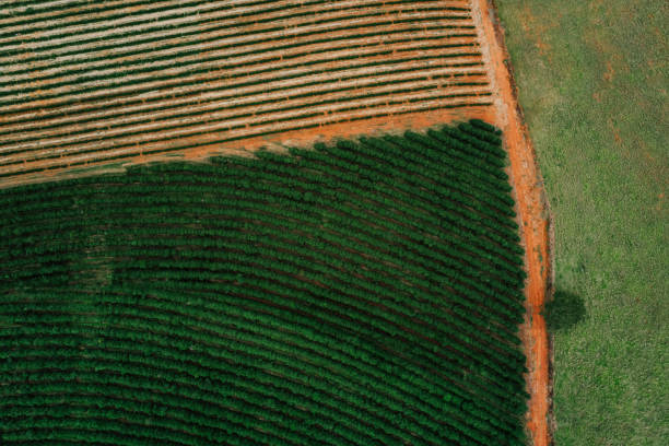 Coffee plantation in different flora stages