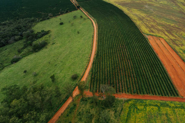 istock Coffee plantation in Brazil 1853759831