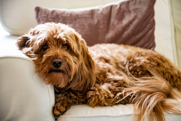 istock Resting Red Shaggy Dog on Sofa 1853759852