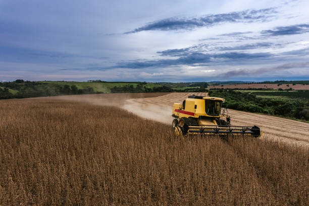 Combine harvester in soybean field at dusk in Brazil