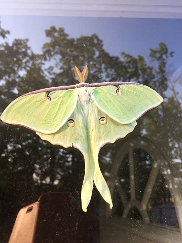 Large green Luna moth,with spread wings