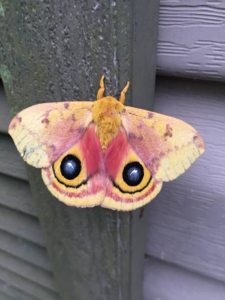 io-motte - moth silk moth night lepidoptera stock-fotos und bilder
