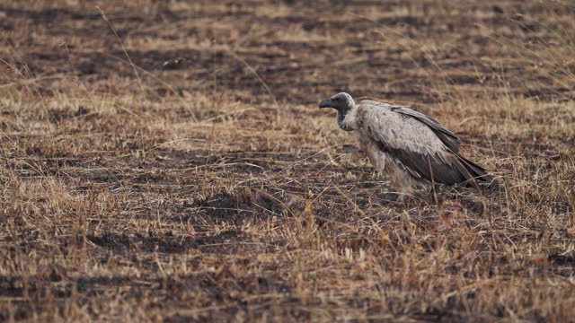 White backed vulture from Masai Mara walking in slow motion