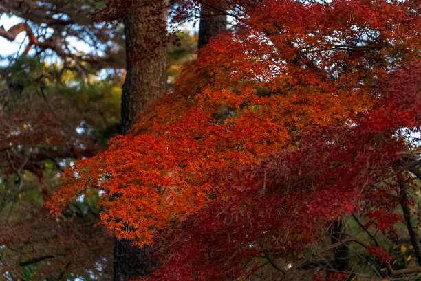 istock beautiful autumn leaves 1853822359