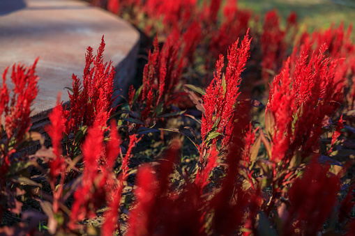 A flower garden with a very cool atmosphere