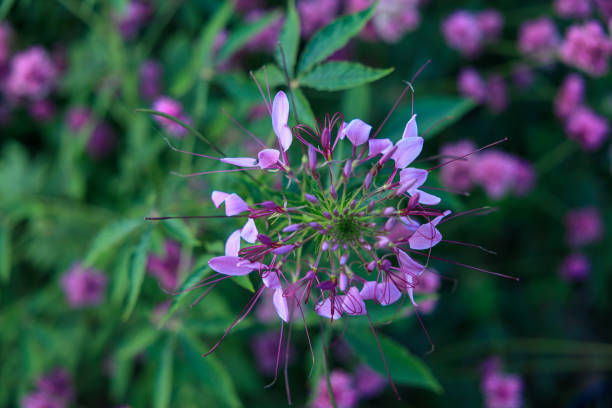 Spider flower