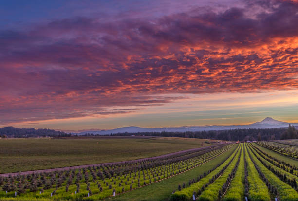 Oregon sunrise over Mt. Hood and tree farm