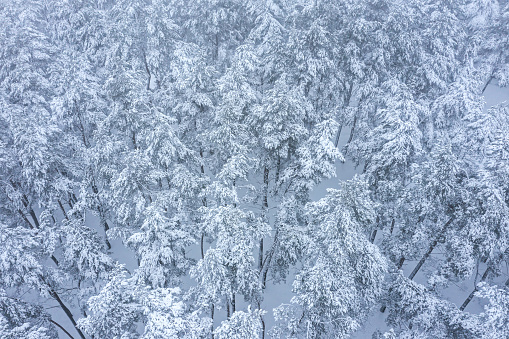 fir trees in winter forest covered with snow. aerial photography with drone.