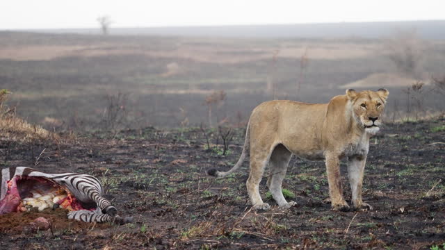 Lioness sitting besides a zebra kill in rain