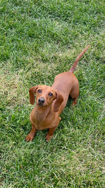 istock Dachshund Puppy on Grass 1853949625