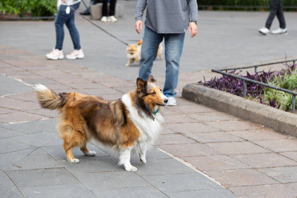 istock Dog taking a walk on the street 1853965175