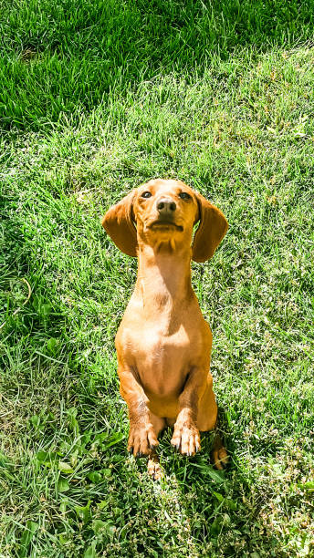 istock Dachshund Puppy on Grass 1853966719