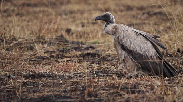White backed vulture from Masai Mara walking in slow motion
