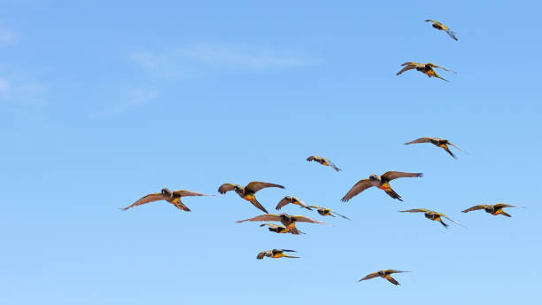 istock Flock of Burrowing parakeets in flight 1854011586
