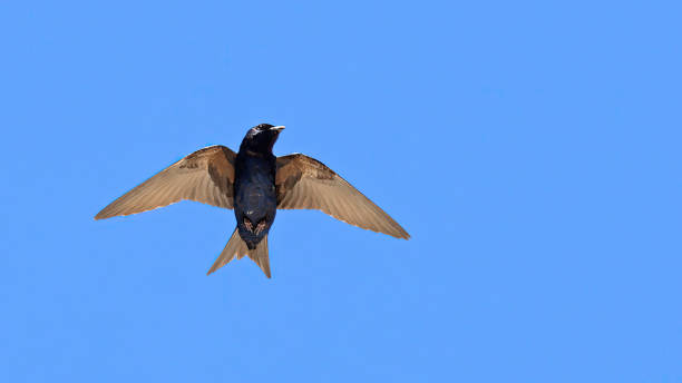 istock Male Southern martin in flight 1854012099
